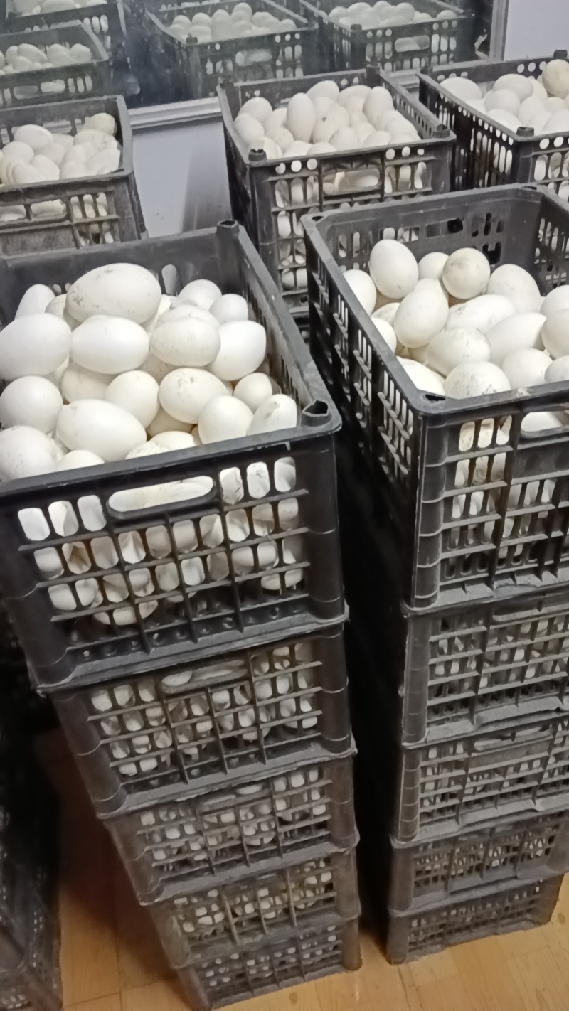 照蛋5天照蛋圆黄鹅蛋批发鹅蛋量大从优