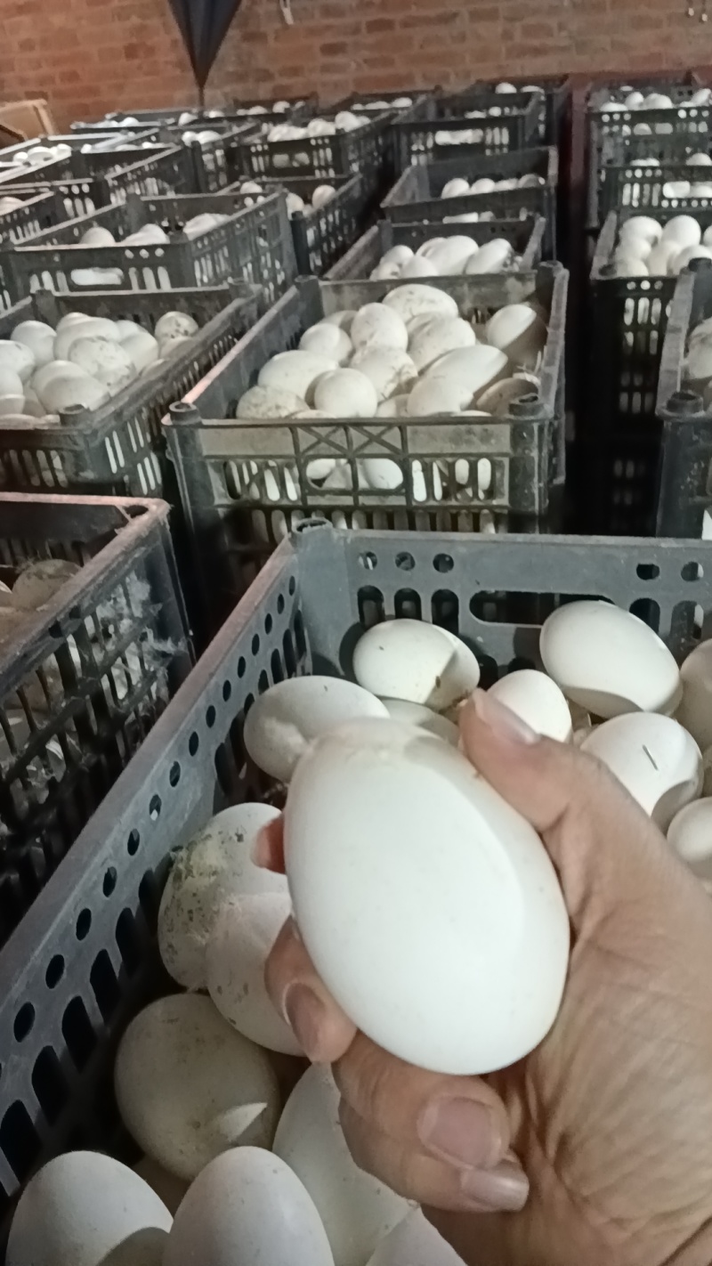 照蛋5天照蛋圆黄鹅蛋批发鹅蛋量大从优