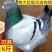 元宝鸽观赏鸽，不会飞的鸽子，2斤重的元宝鸽