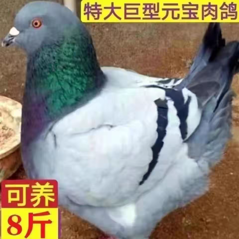 元宝鸽观赏鸽，不会飞的鸽子，2斤重的元宝鸽