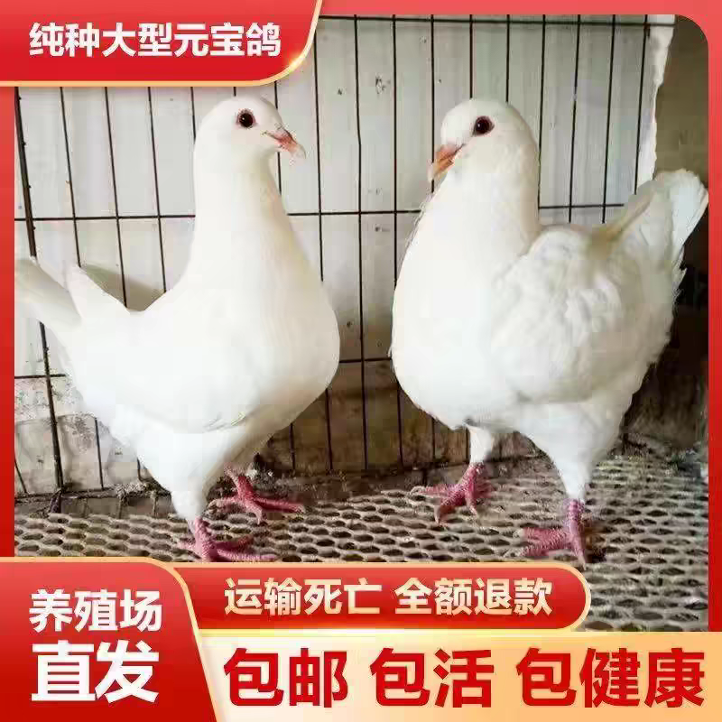元宝鸽观赏鸽，不会飞的鸽子，2斤重的元宝鸽