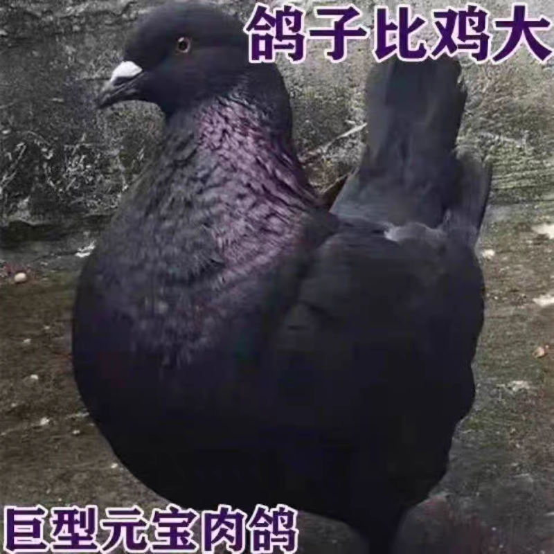 元宝鸽观赏鸽，不会飞的鸽子，2斤重的元宝鸽
