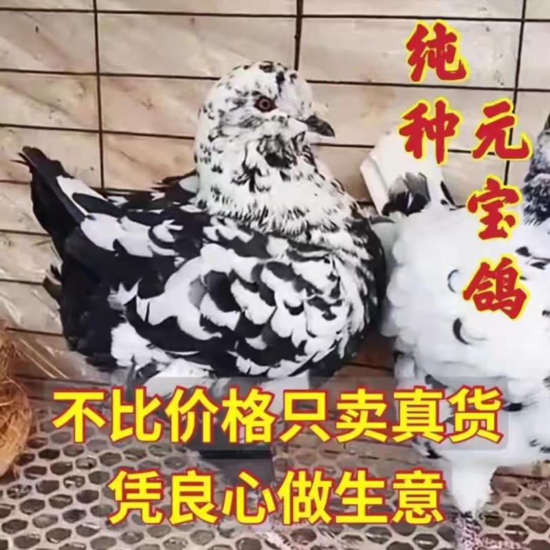 元宝鸽观赏鸽，不会飞的鸽子，2斤重的元宝鸽
