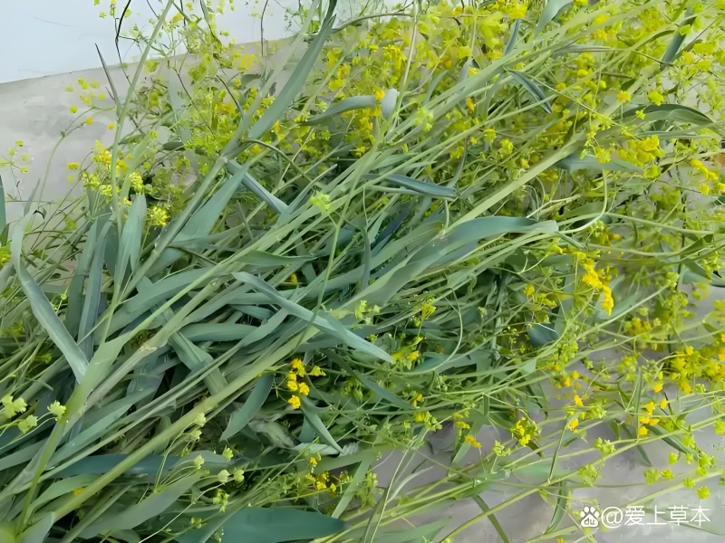 竹叶柴胡，万亩基地以其高质量和高含药量著称