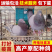 元宝鸽观赏鸽，不会飞的鸽子，2斤重的元宝鸽