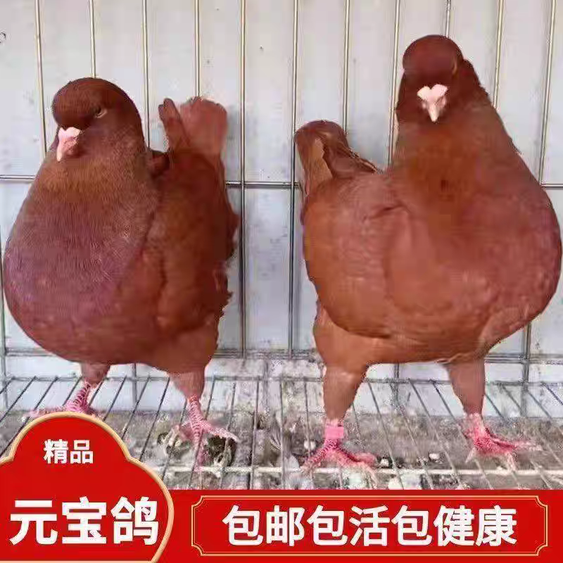 元宝鸽观赏鸽，不会飞的鸽子，2斤重的元宝鸽