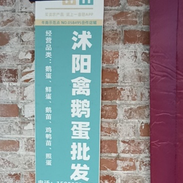 照蛋5天照蛋圆黄鹅蛋批发鹅蛋量大从优