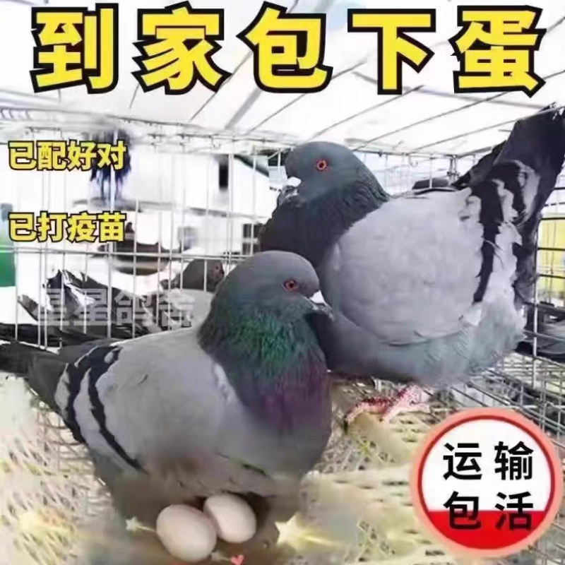 元宝鸽观赏鸽，不会飞的鸽子。2斤重的鸽子