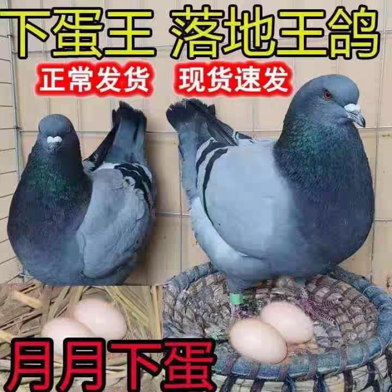 元宝鸽观赏鸽，不会飞的鸽子。2斤重的鸽子