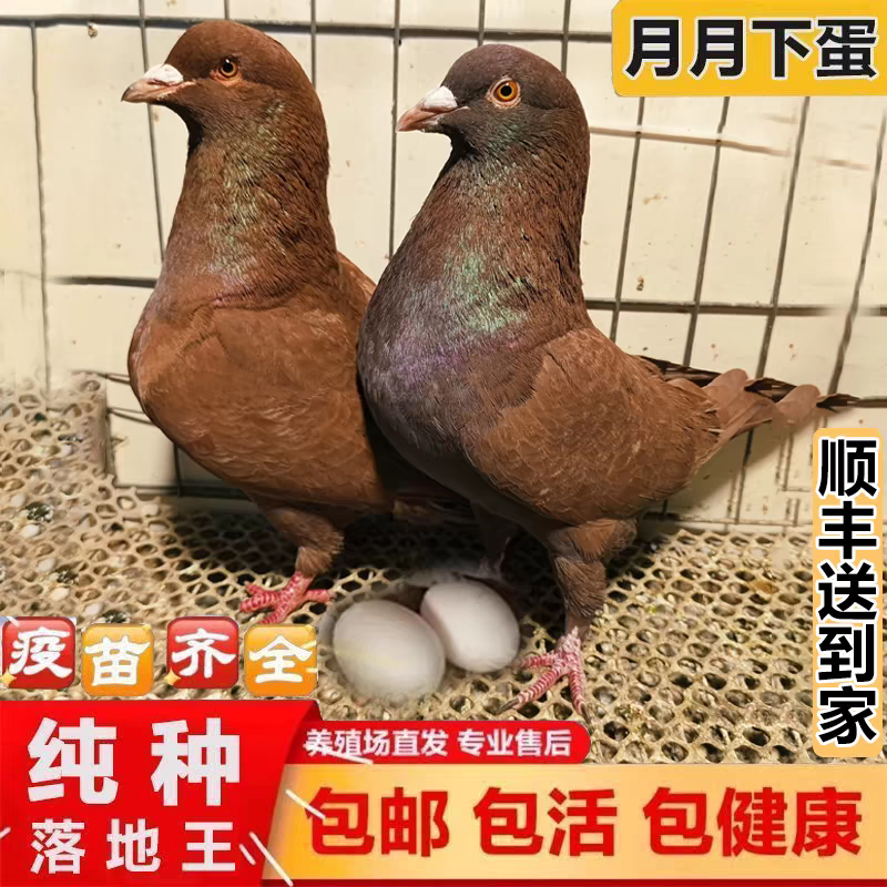 元宝鸽观赏鸽，不会飞的鸽子。2斤重的鸽子