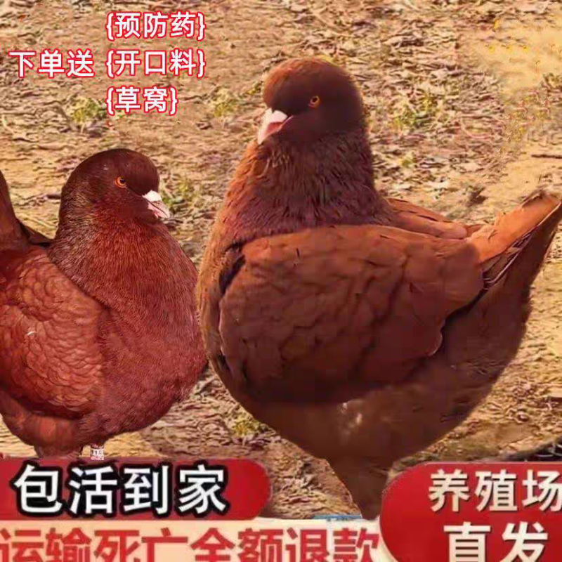元宝鸽观赏鸽，不会飞的鸽子。2斤重的鸽子