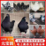 元宝鸽观赏鸽，不会飞的鸽子，2斤重的鸽子