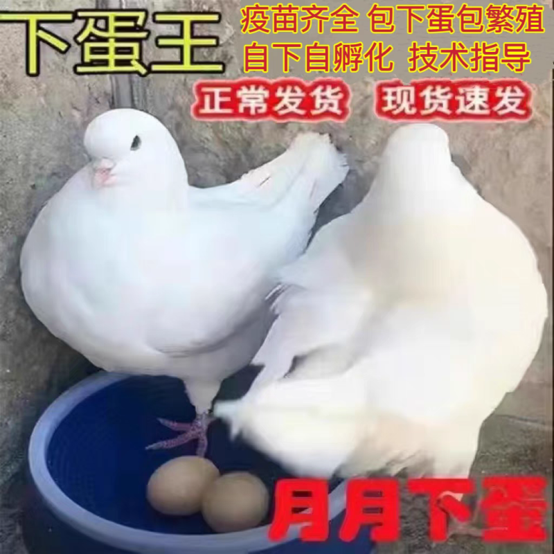 元宝鸽观赏鸽，不会飞的鸽子，2斤重的鸽子