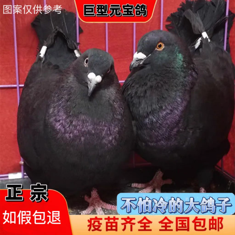 元宝鸽观赏鸽，不会飞的鸽子，2斤重的鸽子