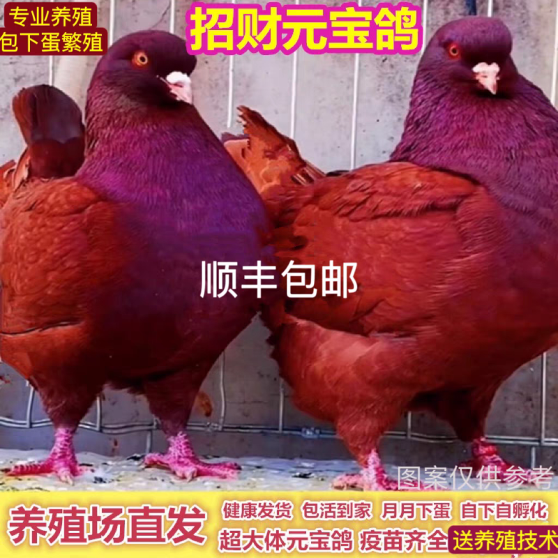 元宝鸽观赏鸽，不会飞的鸽子，2斤重的鸽子