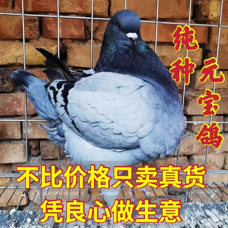元宝鸽观赏鸽，不会飞的鸽子，2斤重的鸽子