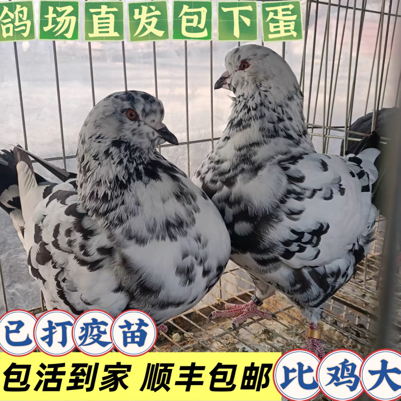 元宝鸽，观赏鸽，不会飞的鸽子，3斤重的鸽子