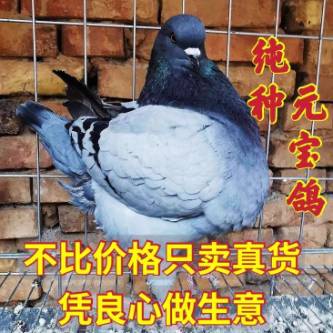 元宝鸽观赏鸽，不会飞的鸽子。2斤重的鸽子