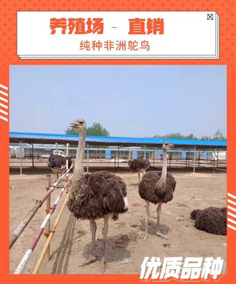 鸵鸟养殖，可以长到300斤，一级苗，顺丰包邮