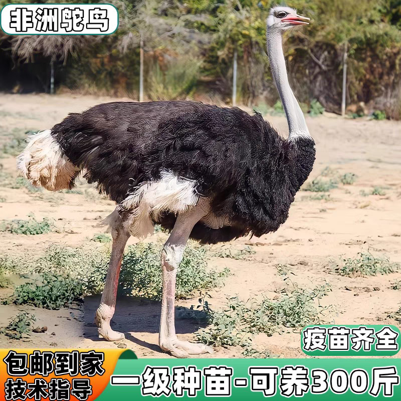 鸵鸟养殖，可以长到300斤，一级苗，顺丰包邮