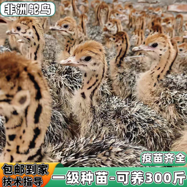 鸵鸟养殖，可以长到300斤，一级苗，顺丰包邮