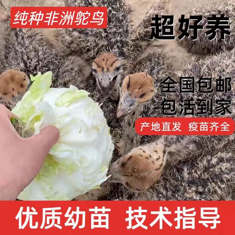 鸵鸟养殖，可以长到300斤，一级苗，顺丰包邮