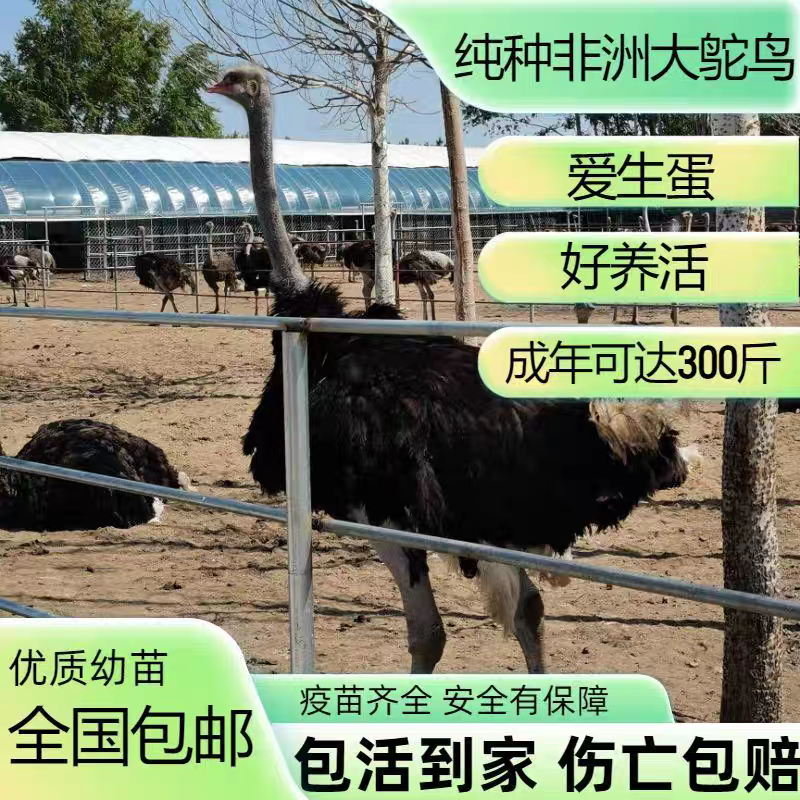 鸵鸟养殖，可以长到300斤，一级苗，顺丰包邮