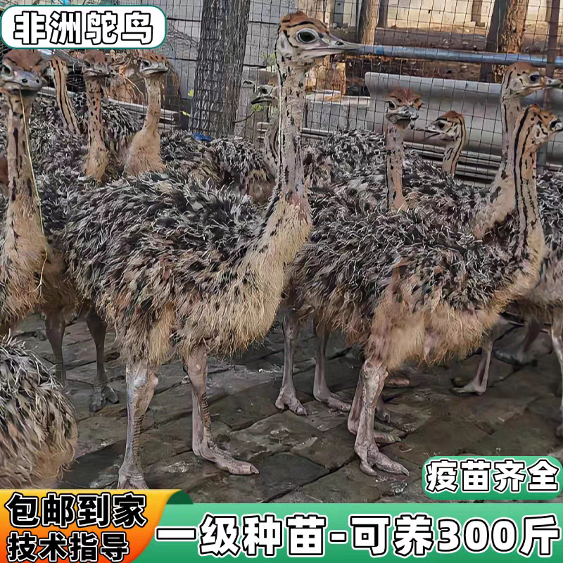 鸵鸟养殖，可以长到300斤，一级苗，顺丰包邮