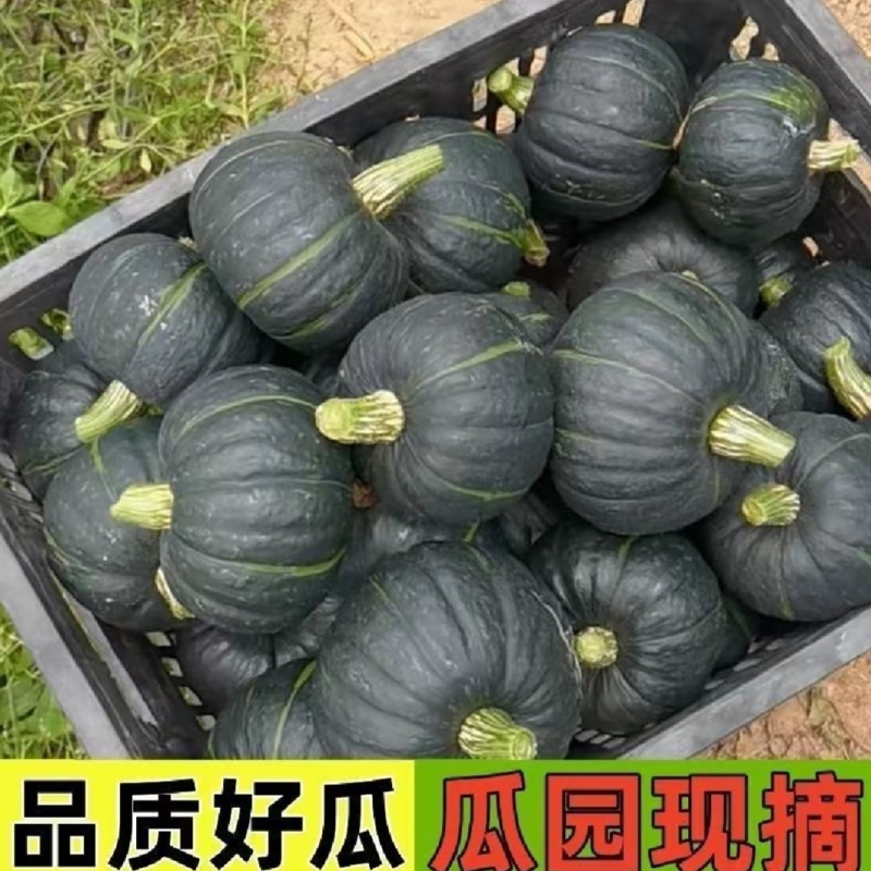 板栗南瓜
