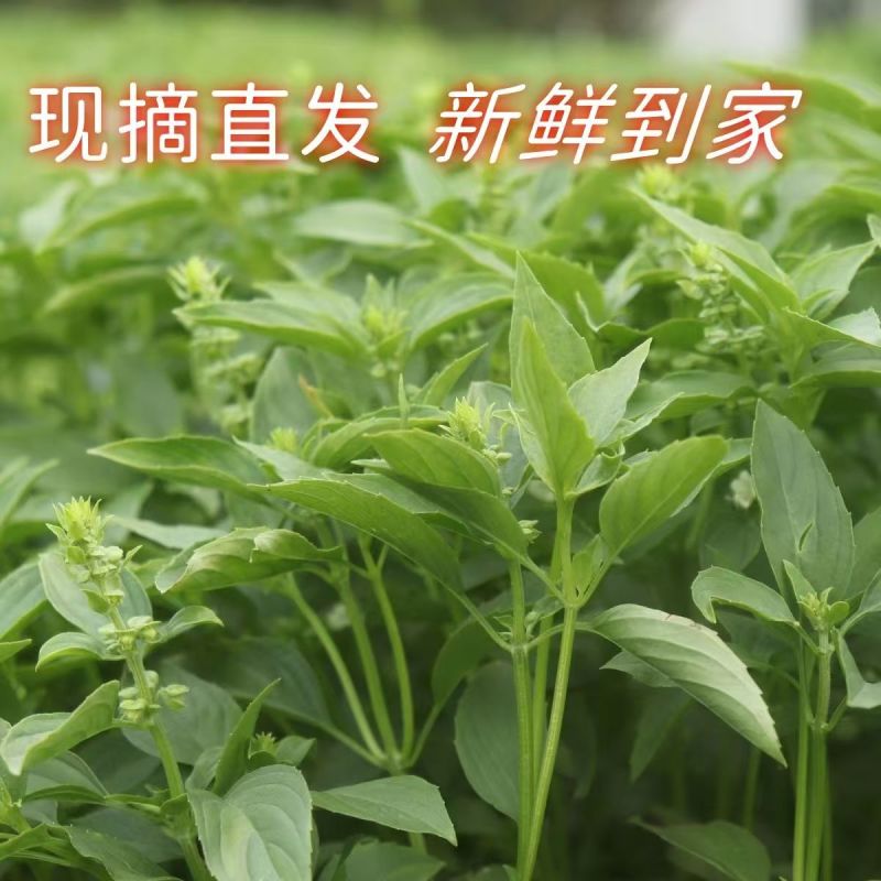 潮汕九层塔罗勒