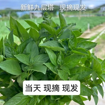 潮汕九层塔罗勒