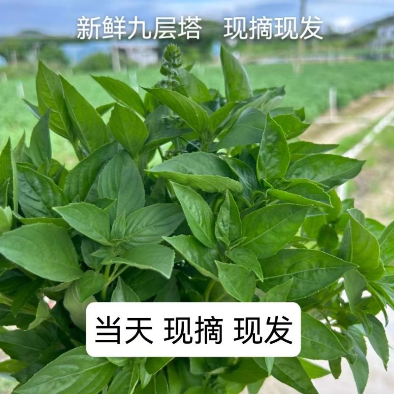 潮汕九层塔罗勒
