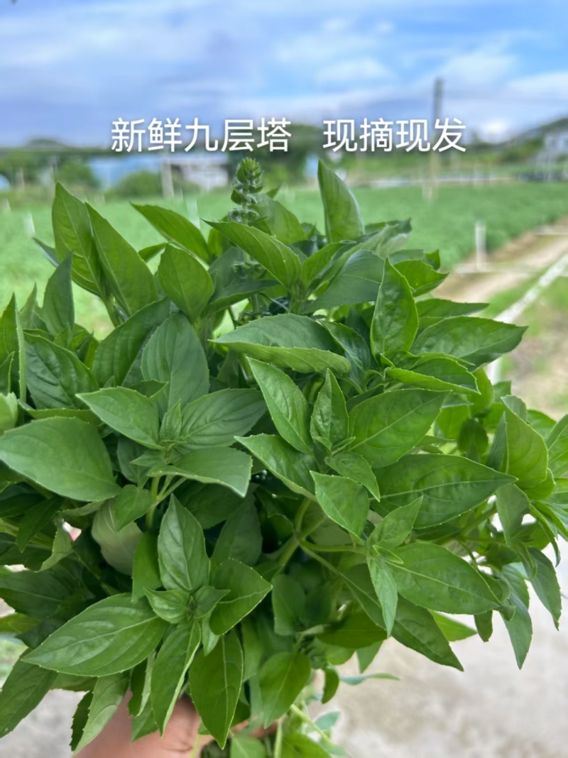 潮汕九层塔罗勒