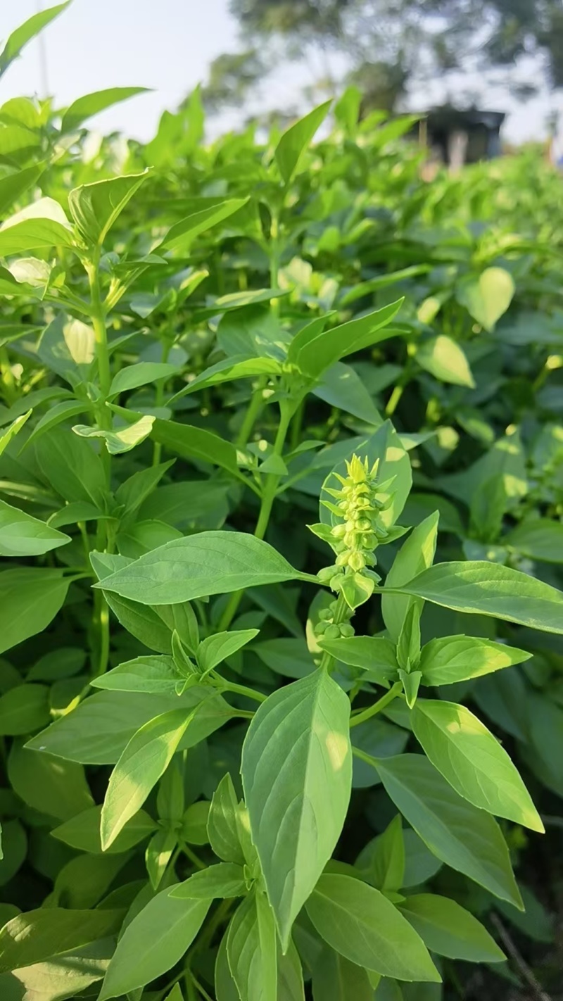 潮汕九层塔罗勒