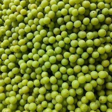 油柑子