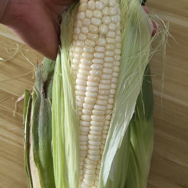 336甜糯玉米