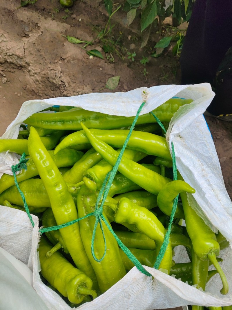 精品辣椒