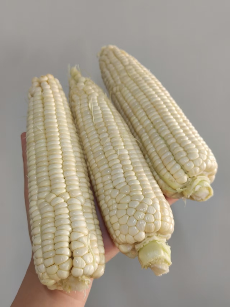 336甜糯玉米