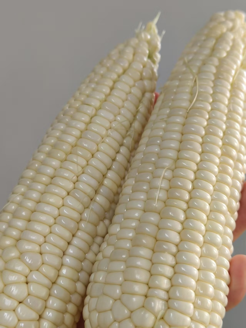 336甜糯玉米