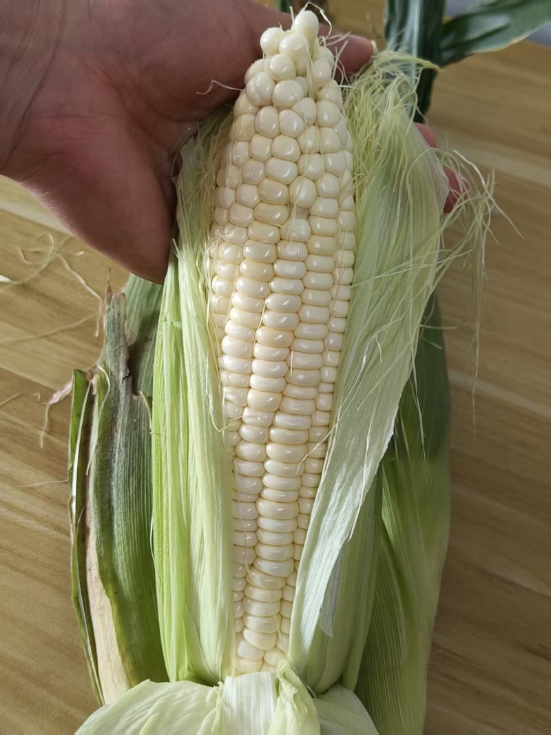 336甜糯玉米