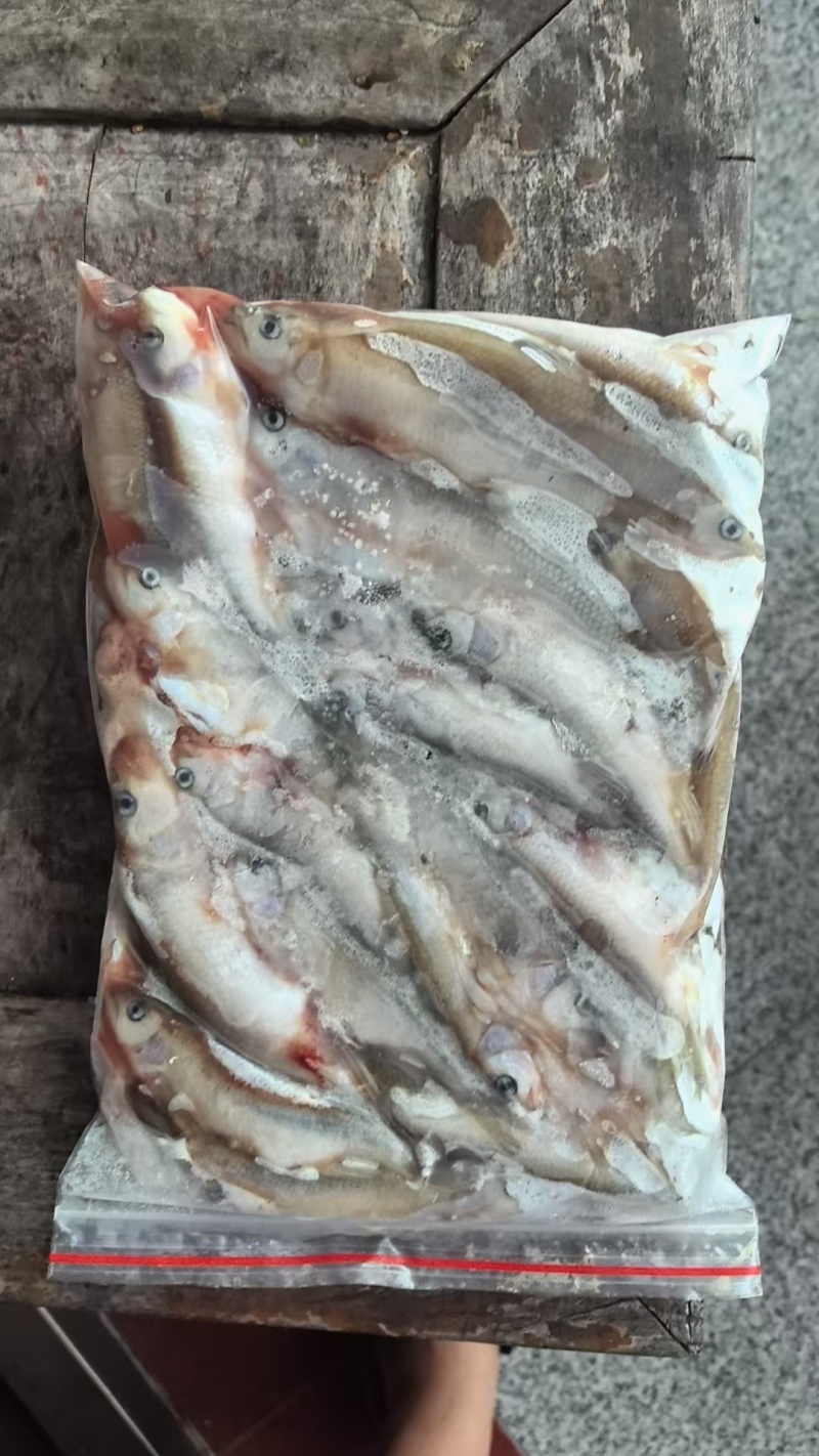 【实力】浙江湖州冻板马口鱼/精品马口鱼一手货源量大从优