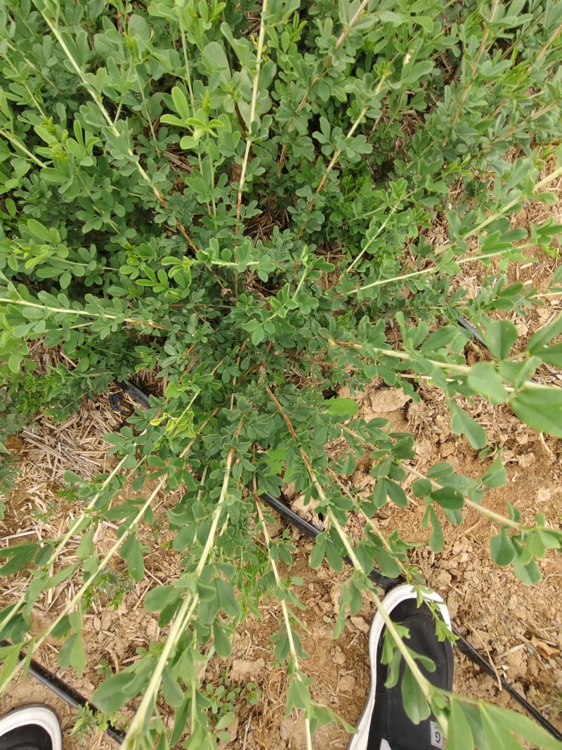 金雀花园苗