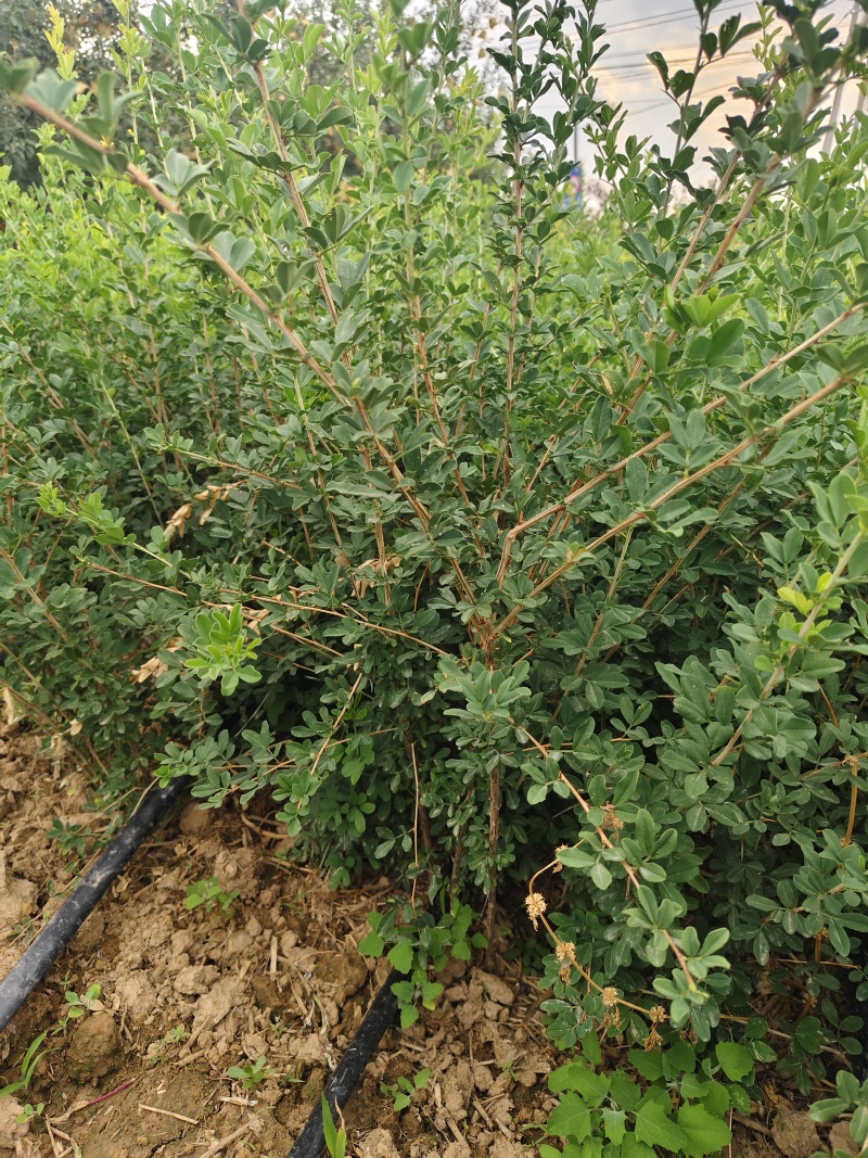 金雀花园苗