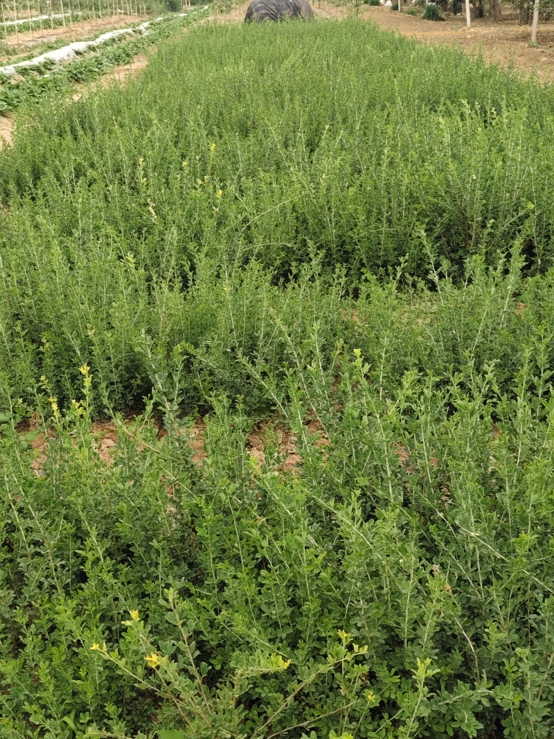 金雀花园苗