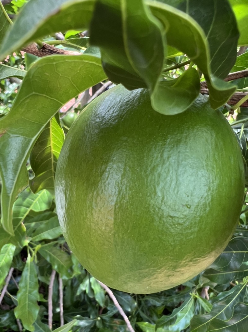 黄晶果