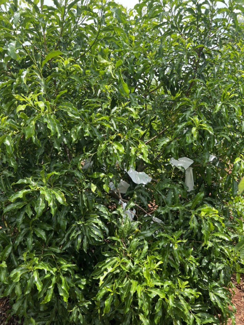 黄晶果
