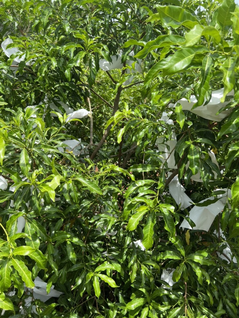 黄晶果