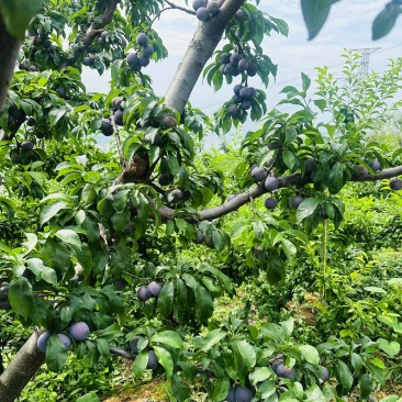 五月脆，半边红，桃花李，小翠红，魅李等