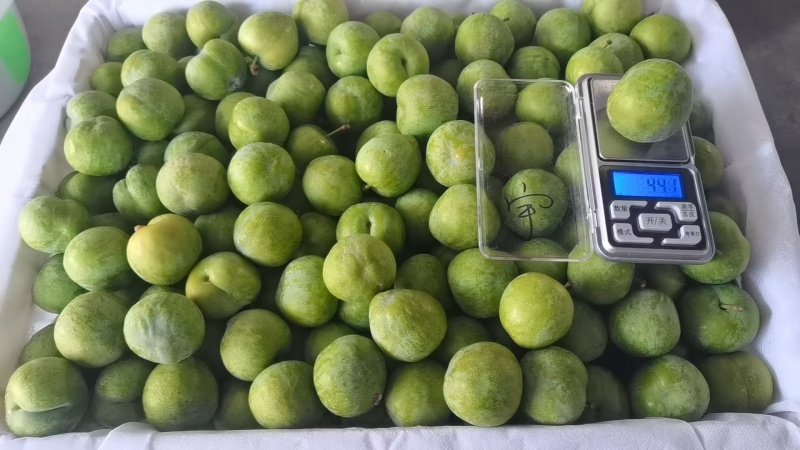 五月脆，半边红，桃花李，小翠红，魅李等