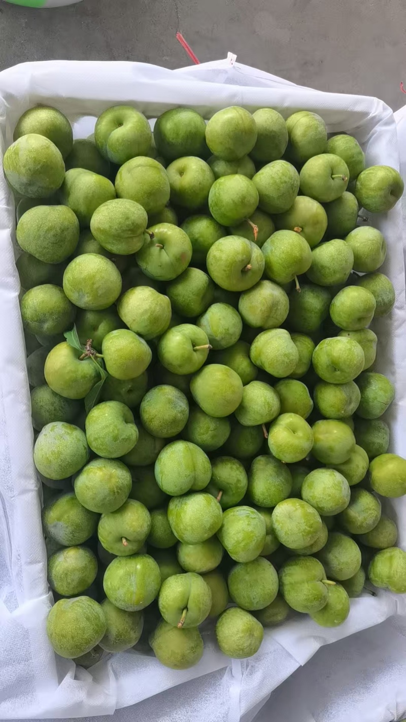 五月脆，半边红，桃花李，小翠红，魅李等